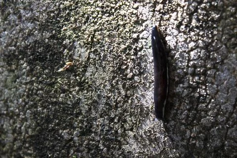 Leeches crawling on the walls Foto stock