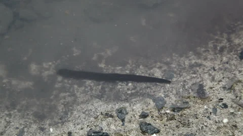 Leeches Stock Footage 39231344