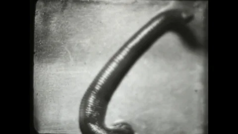 Leeches Video stock 83633826