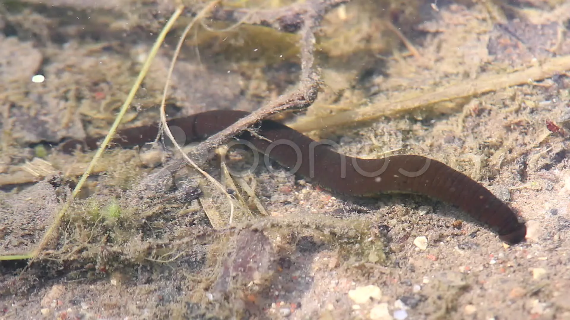 leeches in the lake, Stock Video