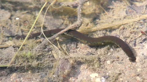 Leeches in the lake Stock Footage 11253520