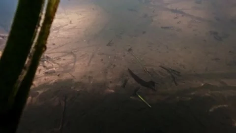 Leeches on the stream bed, lurking for their prey. The rivers underwater vi.. Stock Footage 277342650