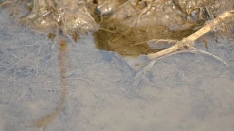 Leeches are segmented parasitic or predatory worms. Stock Footage 340908487