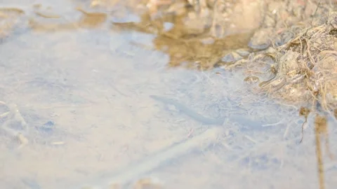 Leeches are segmented parasitic or predatory worms. Vídeo Stock 340908497