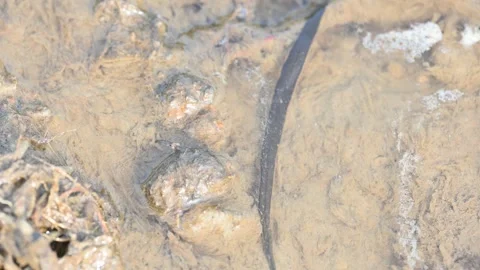 Leeches are segmented parasitic or predatory worms. 库存影片 340909647