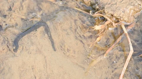 Leeches are segmented parasitic or predatory worms. Vidéo 340909961