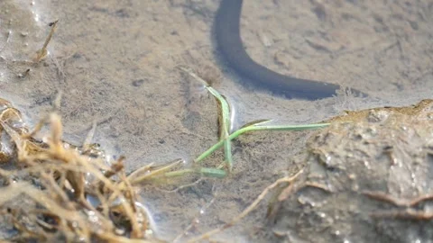 Leeches are segmented parasitic or predatory worms. Stock Footage 340993550