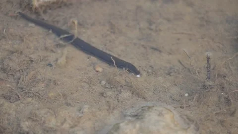 Leeches are segmented parasitic or predatory worms. Vidéo 340993558