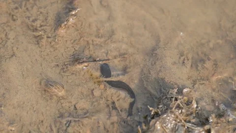 Leeches are segmented parasitic or predatory worms. Vidéo 340993656