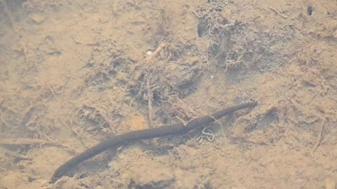 Leeches are segmented parasitic or predatory worms. Vidéo 340993659