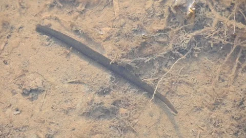 Leeches are segmented parasitic or predatory worms. Vidéo 340993882
