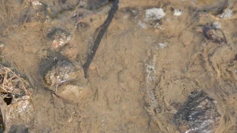 Leeches are segmented parasitic or predatory worms. Vidéo 340993969
