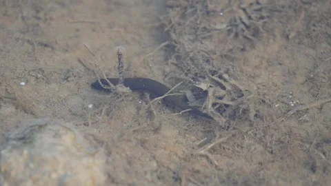 Leeches are segmented parasitic or predatory worms. Vidéo 340994207