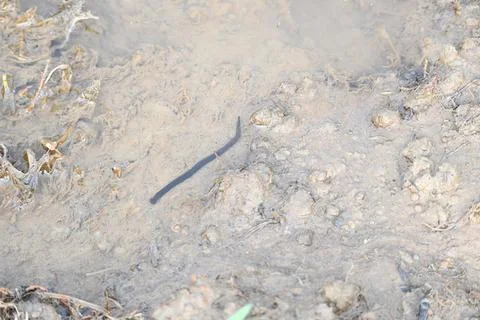Leeches are segmented parasitic or predatory worms. Stock Photos