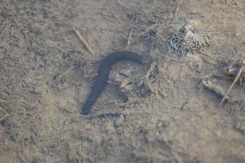 Leeches are segmented parasitic or predatory worms. Stock Photos