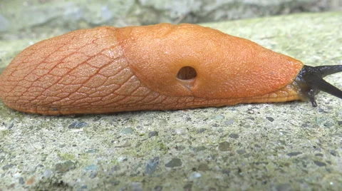 Leech/Indian Leech/ real time movement Stock-Footage 42775486