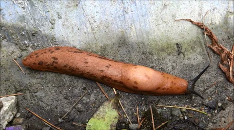 Leech/Indian Leech time-lapse movement Stock-Footage 42459084