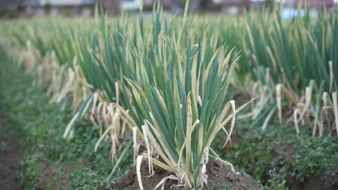 Leek on field leek Stock Footage 260698228