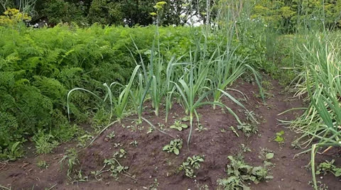 Leek Stock-Footage 25848352