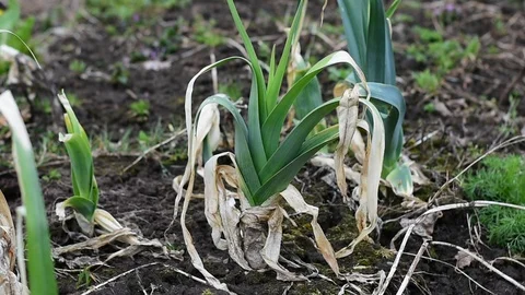 Leek Stock Footage 108138254