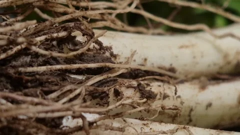 Leek Stock Footage 309492448