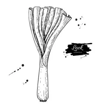 Leek hand drawn vector illustration. Isolated Vegetable engraved style obje.. Illustrazione stock