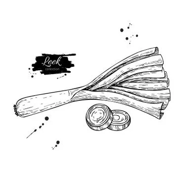 Leek hand drawn vector illustration. Isolated Vegetable engraved style obje.. Stock Illustration