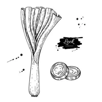 Leek hand drawn vector illustration set. Isolated Vegetable engraved style .. Stock Illustration