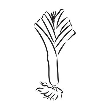 Leek hand drawn vector illustration. Isolated Vegetable engraved style object Stock Illustration