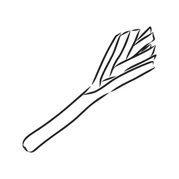 Leek hand drawn vector illustration. Isolated Vegetable engraved style object Stock Illustration