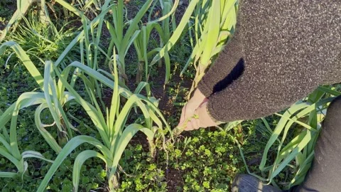 Leek Harvest Stock Footage 329630599