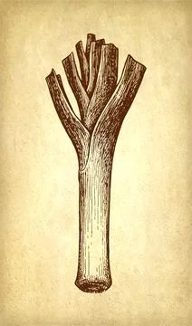 Leek ink drawing. Stock Illustration