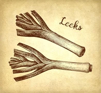 Leek ink drawing. Stock Illustration