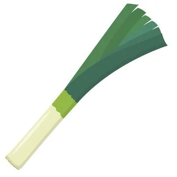 Leek isolated on white background Stock-Illustration