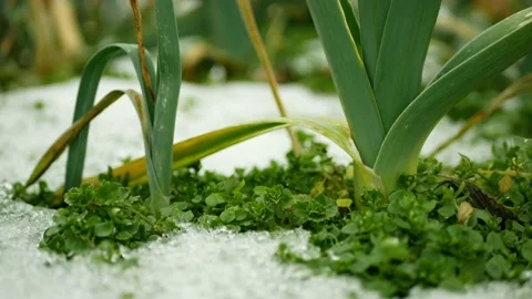 Leek leaf green field winter snow leke crops white, farm farming garden leaves Stock Footage 232517657