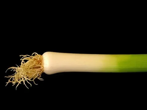 Leek 스톡 사진