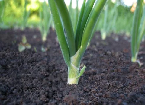Leek Stock Photos