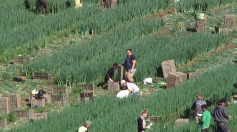 Leek Pickers 1 Vídeo Stock 47209622