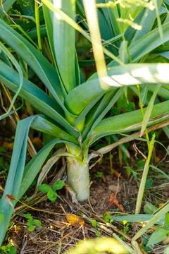 Leek Plant Base in Soil Stock Photos