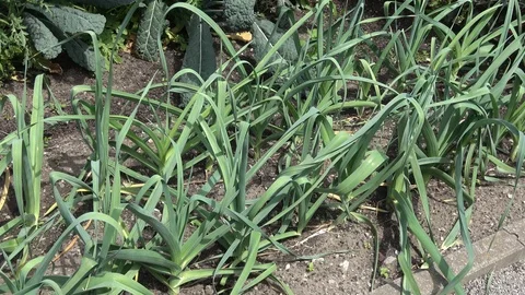 Leek plants growing in earth Stock Footage 110770366