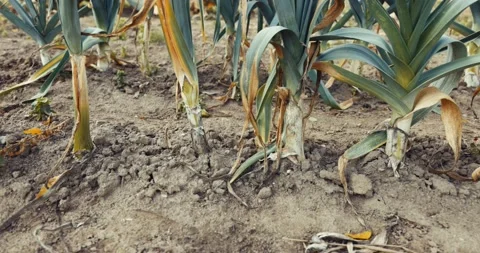 Leek Plants Growing In Field Stock Footage 218439521