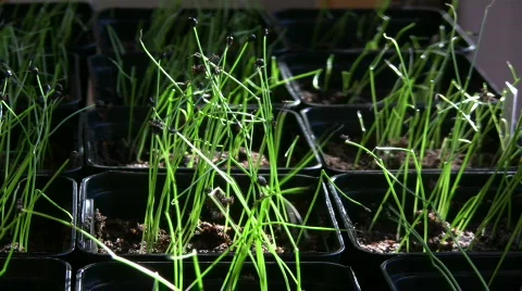Leek plants in pot 스톡 동영상 647260