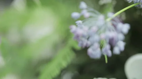 Leek in scenery 動画素材 51626451