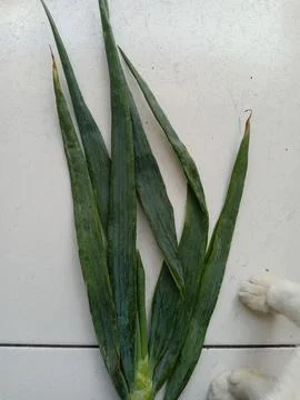 Leek Vegetable Stock Photos