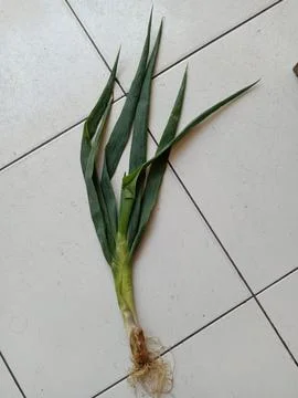 Leek Vegetable Stock Photos