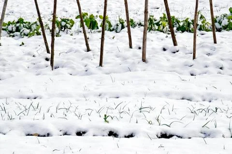 Leeks and  cabbage in the snow Stock Photos