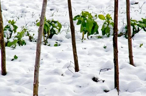 Leeks and  cabbage in the snow Foto stock
