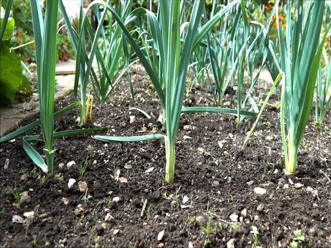 Leeks being watered in a garden in slow motion Stock Footage 80391456