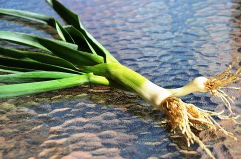 Leeks on a glass table. Macro. Stock Photos