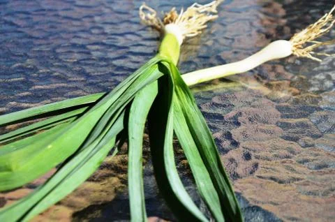 Leeks on a glass table. Stock Photos